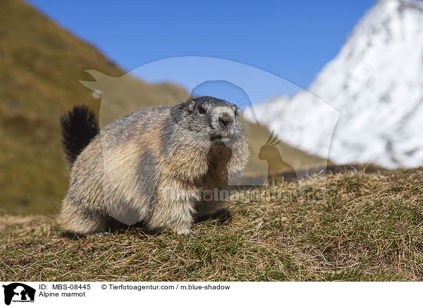 Alpenmurmeltier / Alpine marmot / MBS-08445