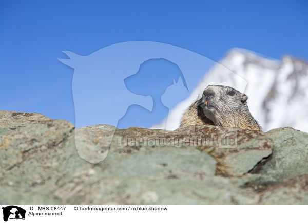 Alpenmurmeltier / Alpine marmot / MBS-08447