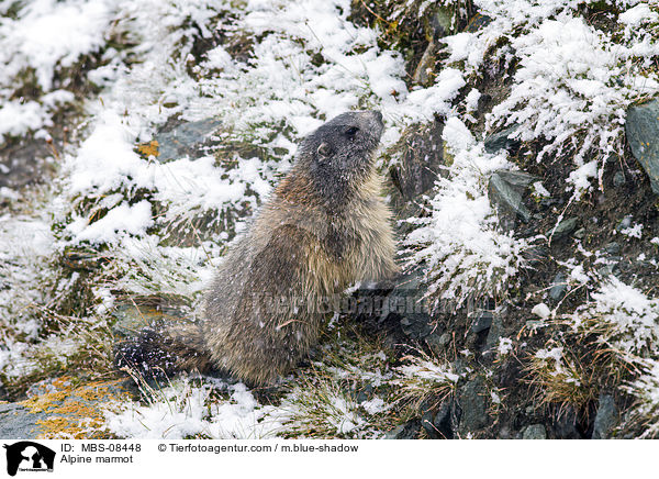 Alpine marmot / MBS-08448