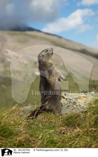Alpine marmot / SO-02709