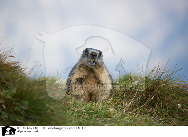 Alpine marmot / SO-02716