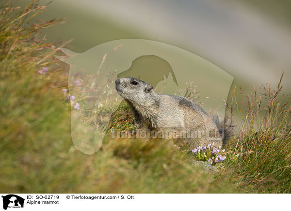 Alpine marmot / SO-02719