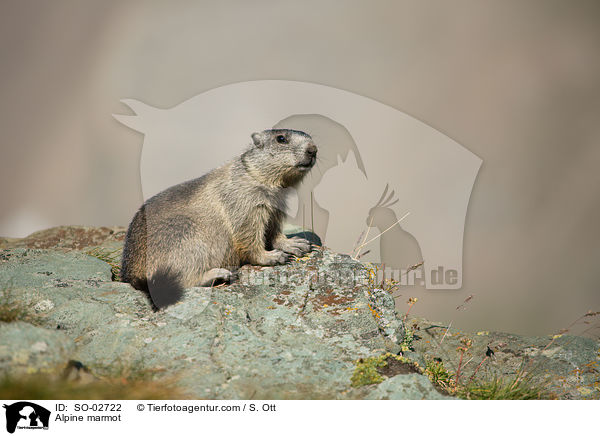 Alpine marmot / SO-02722