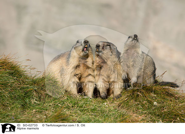Alpine marmots / SO-02733