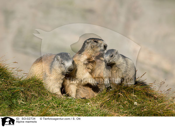 Alpine marmots / SO-02734
