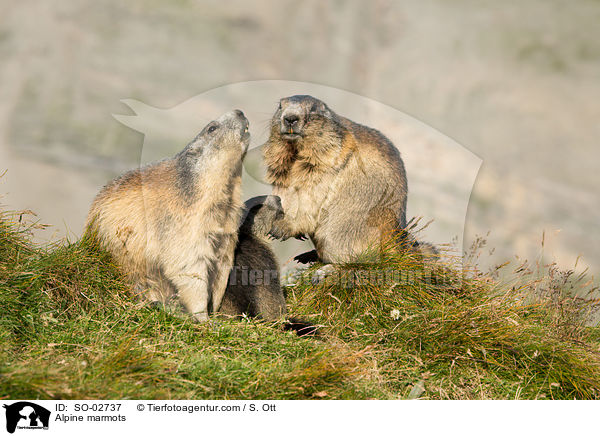 Alpine marmots / SO-02737
