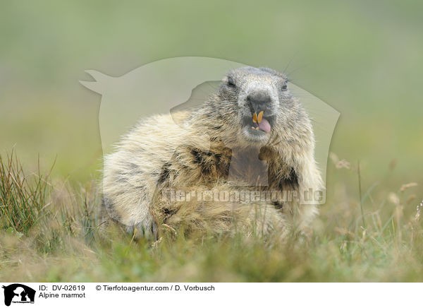Alpine marmot / DV-02619