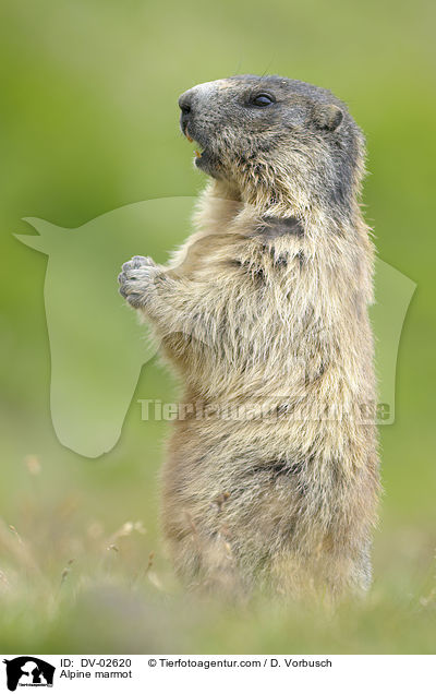 Alpine marmot / DV-02620