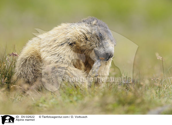 Alpine marmot / DV-02622