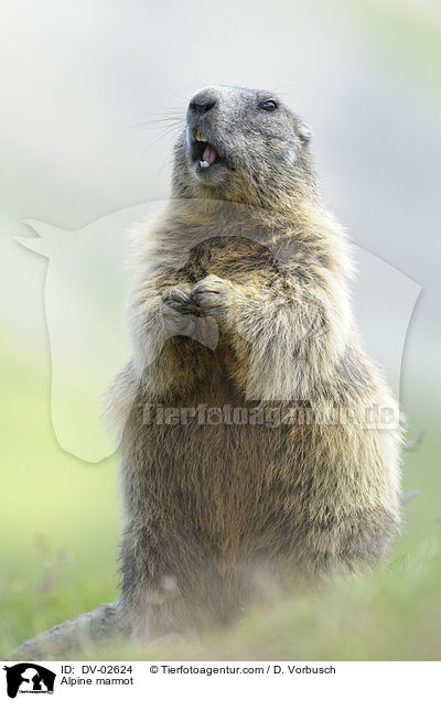 Alpine marmot / DV-02624