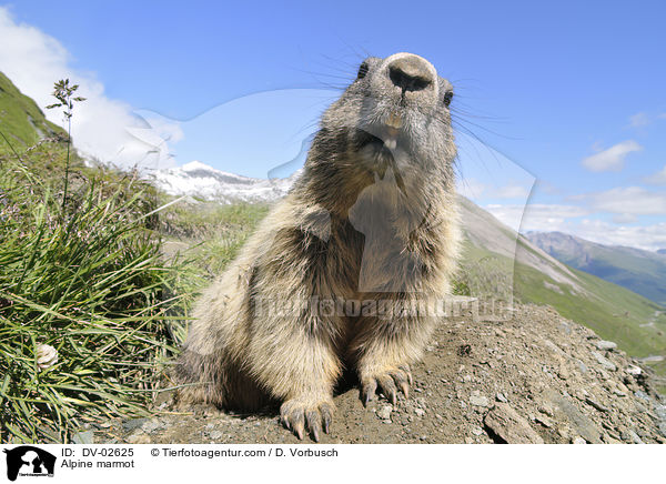 Alpine marmot / DV-02625
