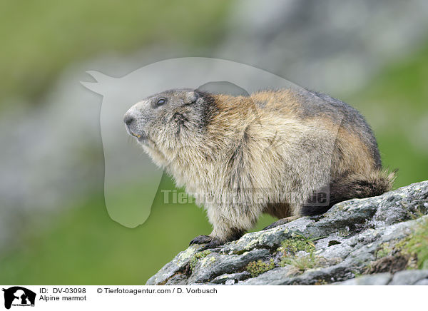 Alpine marmot / DV-03098