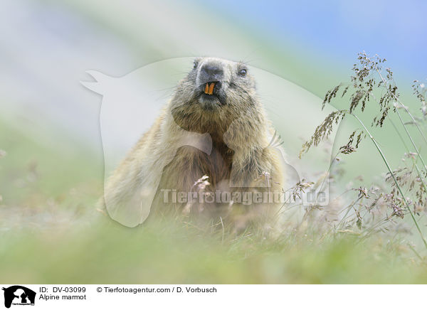 Alpine marmot / DV-03099