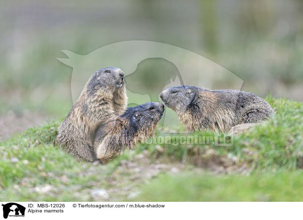 Alpine marmots / MBS-12026