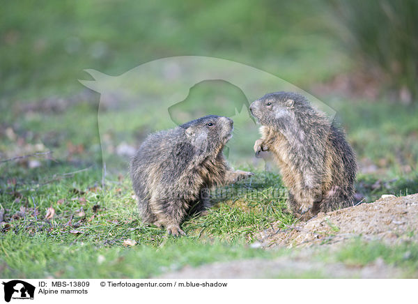 Alpine marmots / MBS-13809