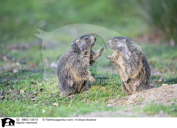 Alpine marmots / MBS-13810