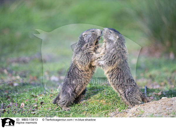 Alpine marmots / MBS-13813