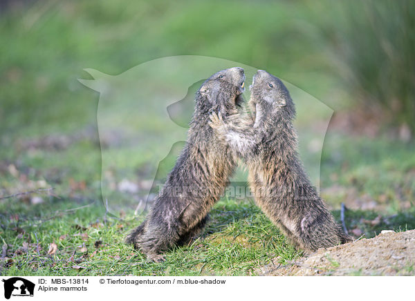 Alpine marmots / MBS-13814