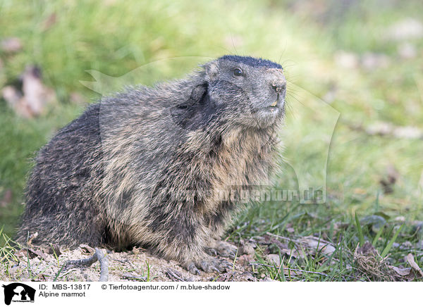 Alpine marmot / MBS-13817