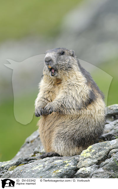 Alpine marmot / DV-03342