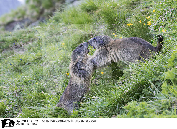 Alpine marmots / MBS-15479