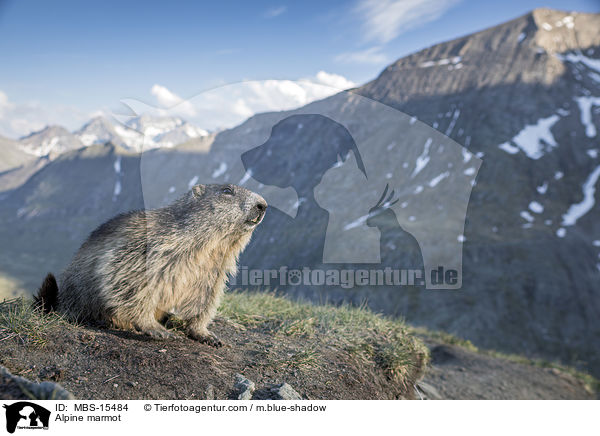 Alpine marmot / MBS-15484