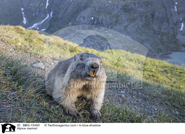 Alpine marmot / MBS-15485