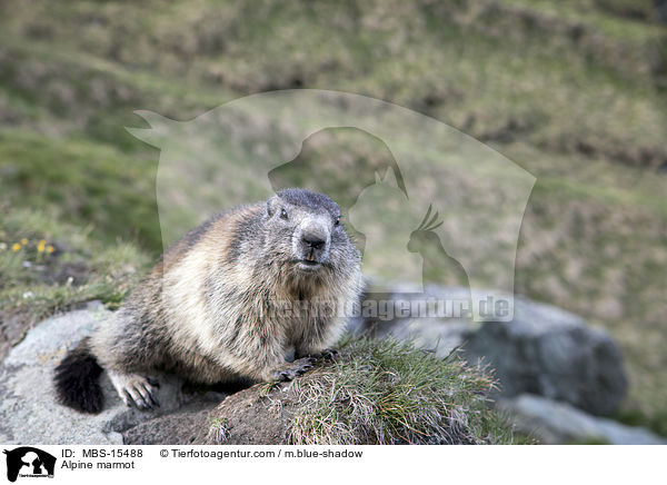Alpine marmot / MBS-15488