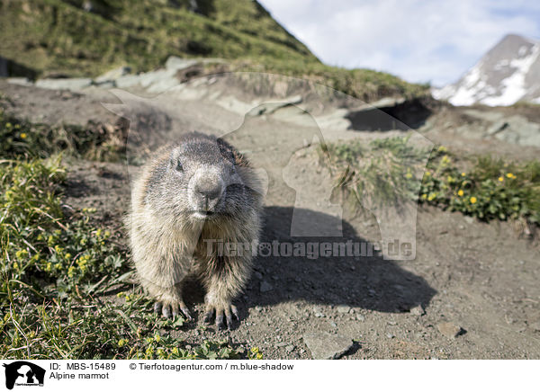 Alpine marmot / MBS-15489