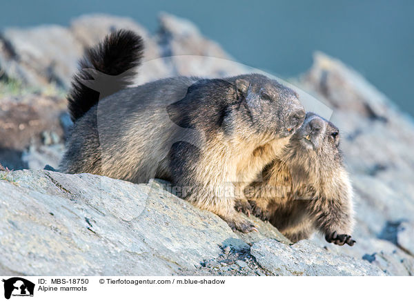 Alpine marmots / MBS-18750