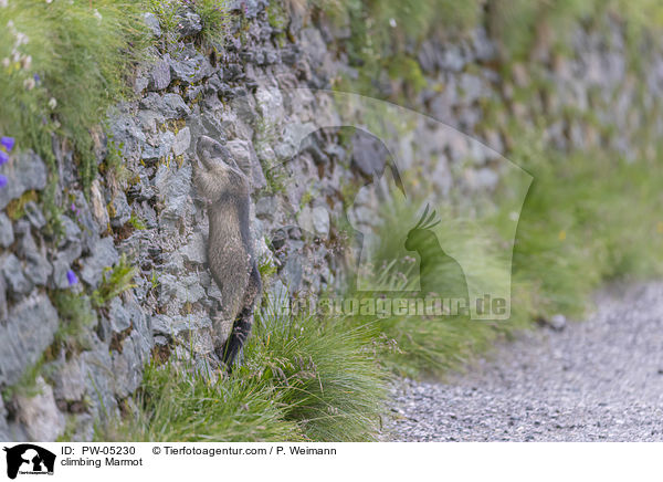 climbing Marmot / PW-05230