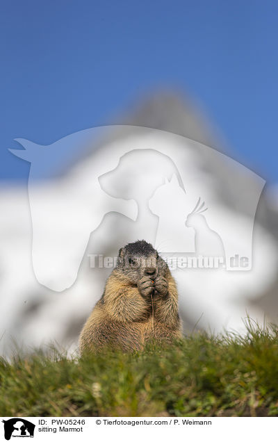 sitting Marmot / PW-05246
