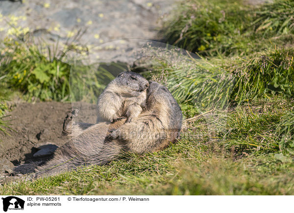 alpine marmots / PW-05261