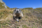 Alpine marmot