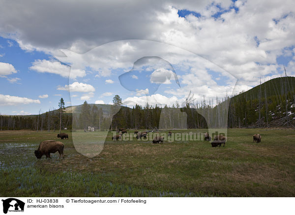 Amerikanische Bisons / american bisons / HJ-03838