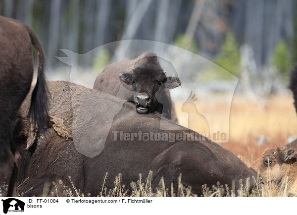 bisons / FF-01084