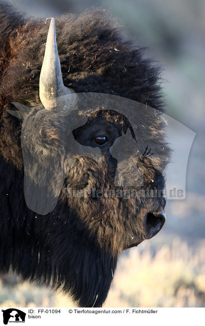 bison / FF-01094