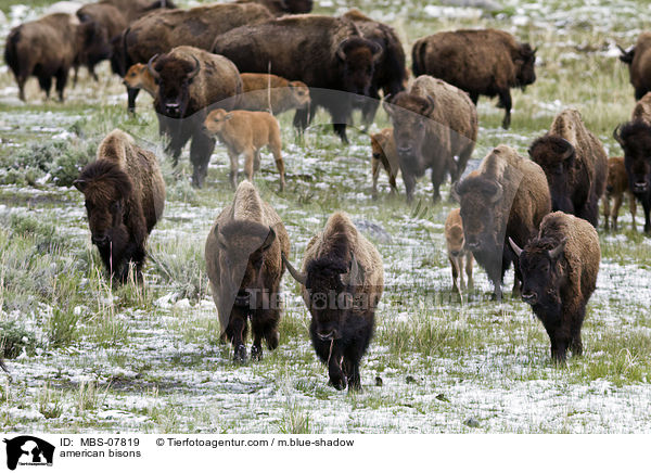american bisons / MBS-07819