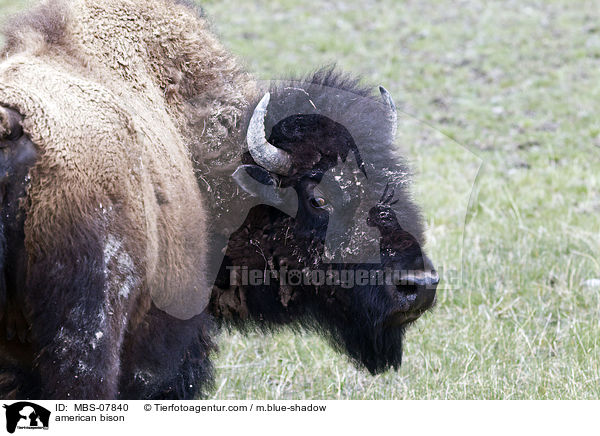 american bison / MBS-07840