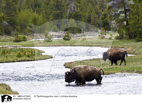 american bisons / MBS-07844