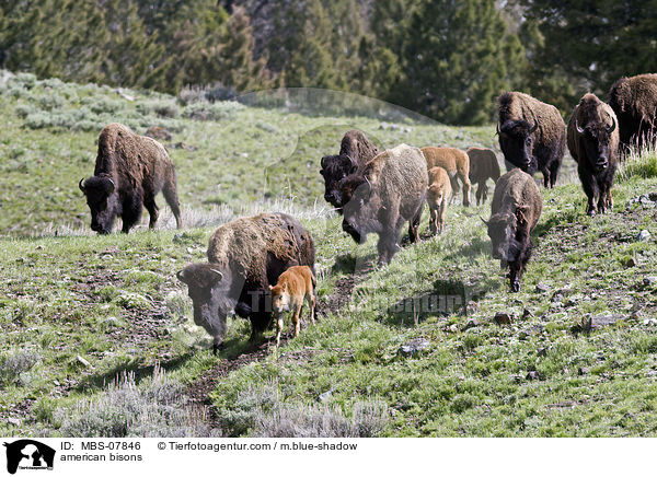 american bisons / MBS-07846