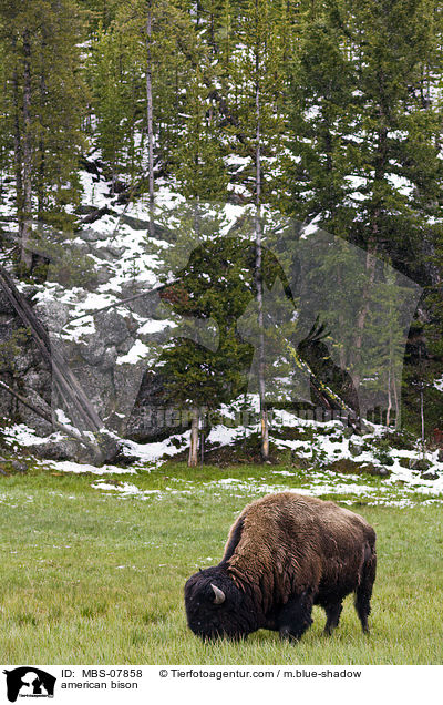american bison / MBS-07858