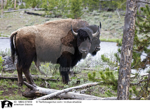 american bisons / MBS-07859