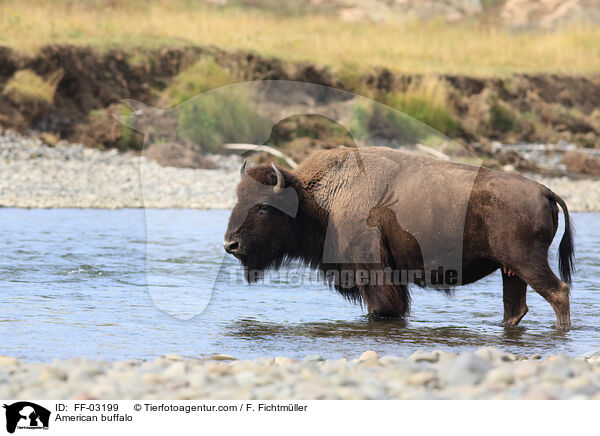 American buffalo / FF-03199