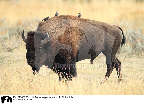 American buffalo / FF-03235