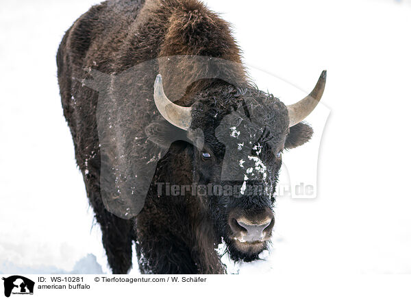 american buffalo / WS-10281