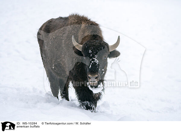 american buffalo / WS-10284