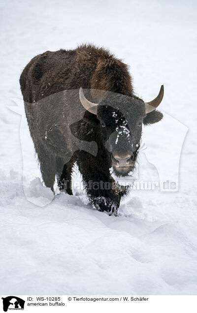 american buffalo / WS-10285