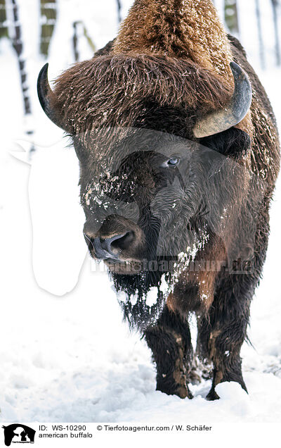american buffalo / WS-10290