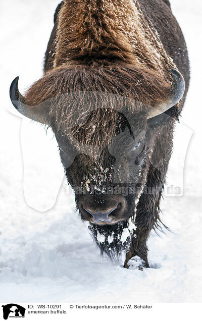 Amerikanischer Bison / american buffalo / WS-10291